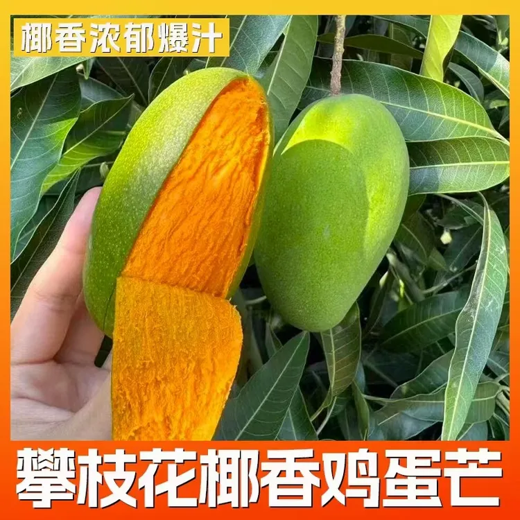 攀枝花本地椰香芒果椰奶芬芳果肉细腻无丝爆汁甜蜜