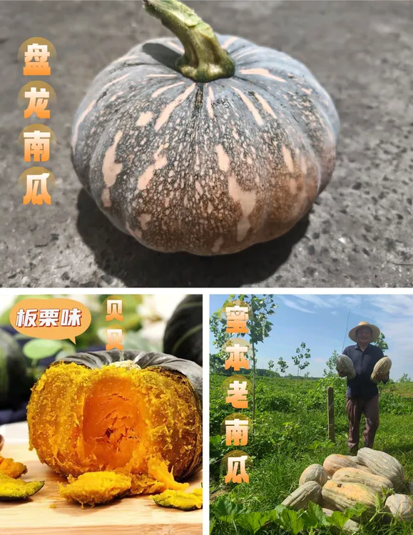 【老城胡家岗村】农户露天沙地密本老南瓜贝贝南瓜盘龙南瓜