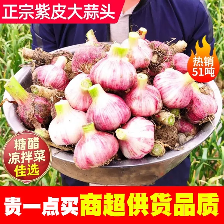 带土云南紫皮大蒜新鲜大蒜头嫩蒜现挖湿蒜多瓣蒜红皮鲜蒜泡蒜腊八