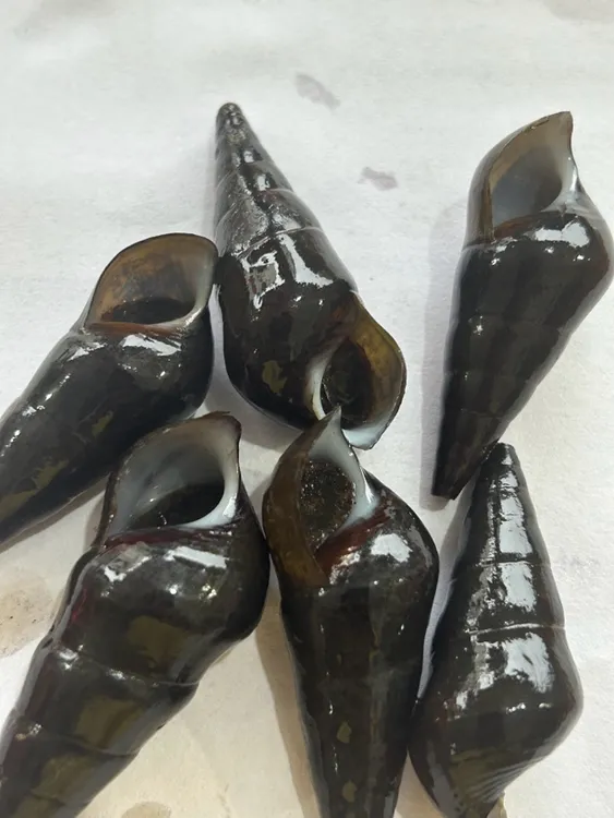 广东梅州特色山坑螺新鲜淡水螺石螺 送剪尾刀+碧尘