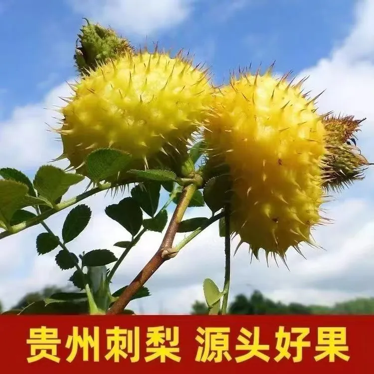 贵州特产当季刺梨鲜果5斤刺梨泡酒刺力工坊产地新鲜有籽刺梨鲜果