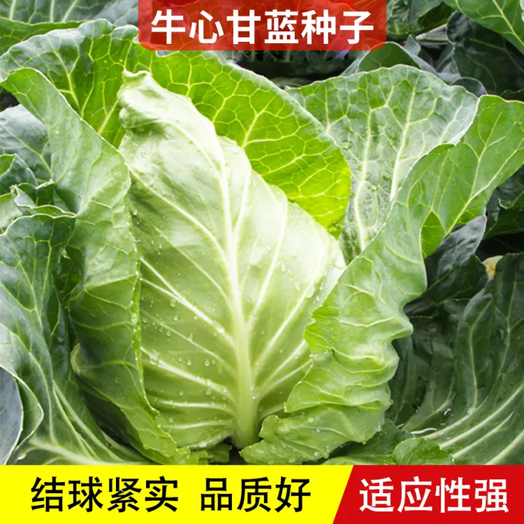 牛心甘蓝种子包菜种子包心菜甘蓝绿种籽秋季播种菜籽蔬菜种孑