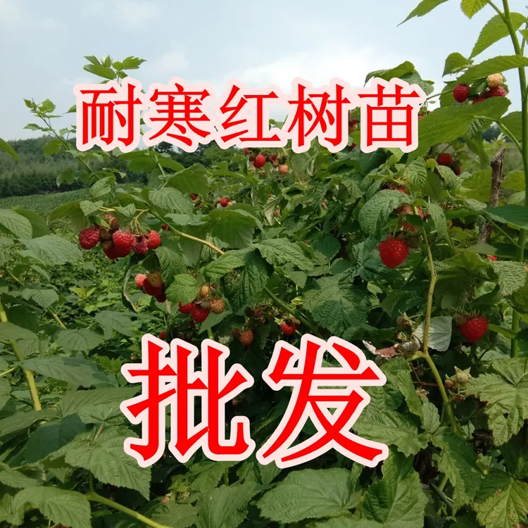 红树苗组合数量组合装