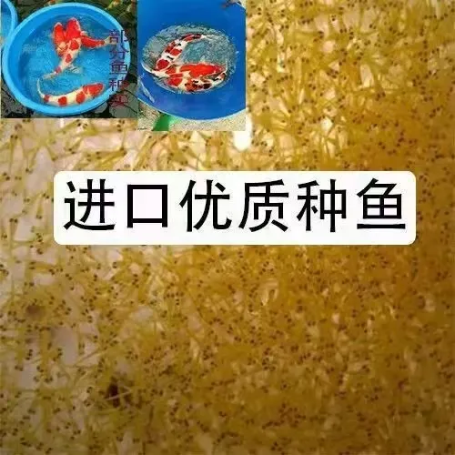 纯种锦鲤水花大日二代阪井血统红白大正三色昭和系列冷水淡