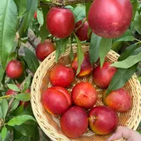 【顺丰包邮】东台本地自种头茬白心油桃现摘现发