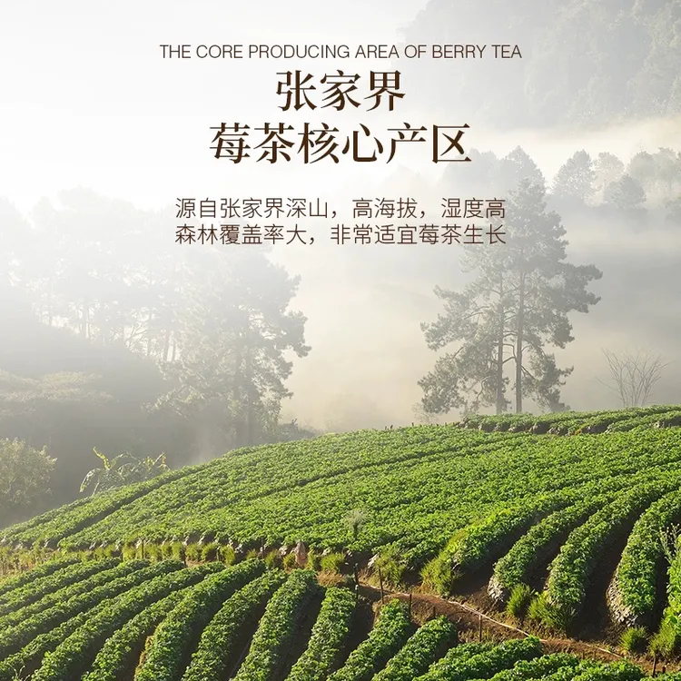 张家界莓茶正宗高山芽尖莓茶龙须芽尖长寿藤正宗土家藤茶