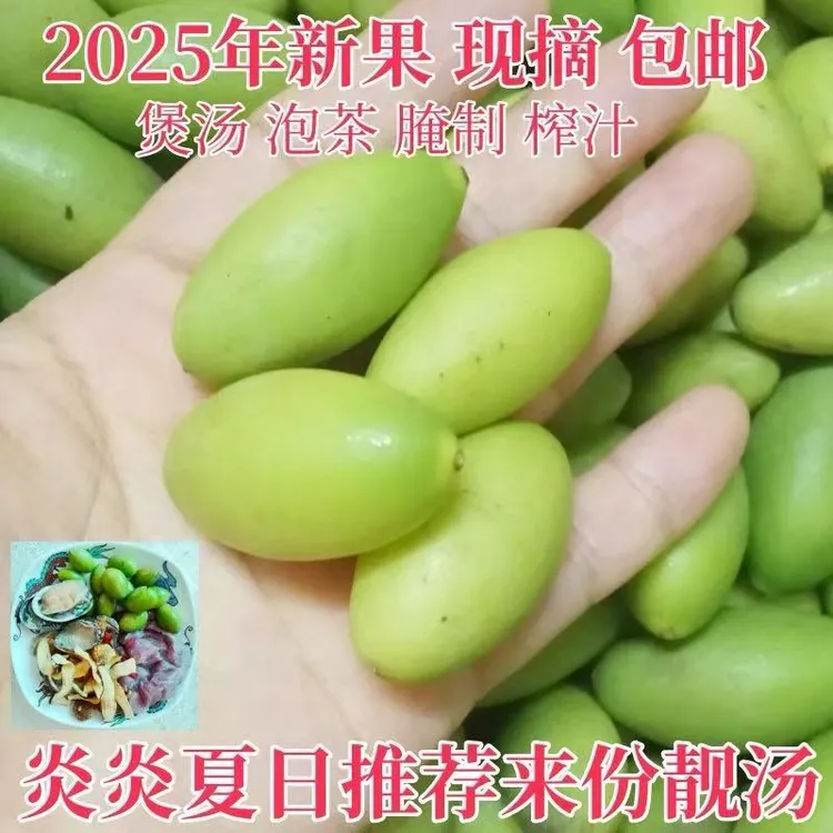 潮汕特产橄榄新果现摘新鲜青橄榄孕妇水果橄榄嫩果适合煲汤榨汁等