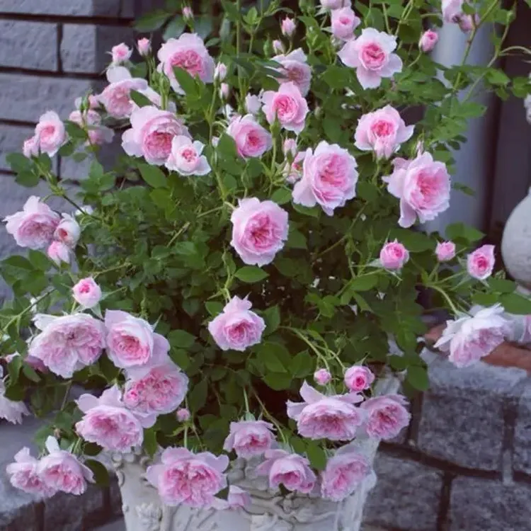 “新手无忧”带土球发货 2棵起新品种，保证2年+苗 