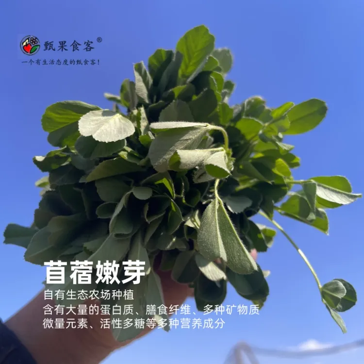 【甄果食客】自有生态农场 苜蓿嫩芽 野菜 健康营养 新鲜采摘包邮