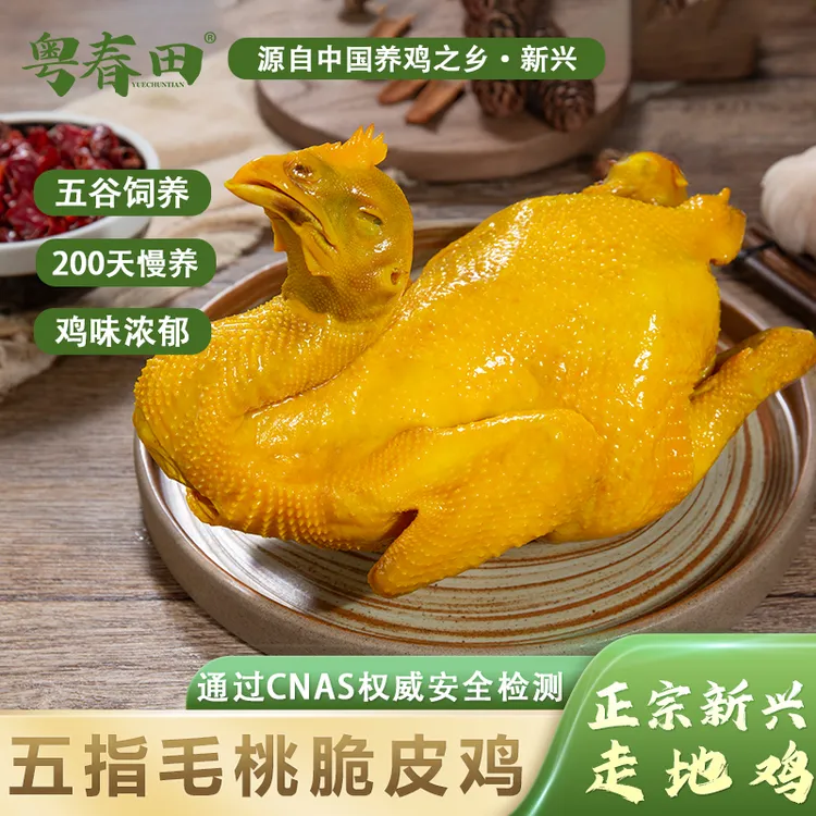 新兴走地鸡200天足龄 五指毛桃脆皮鸡900g/只 鸡味浓郁(急冻储存）