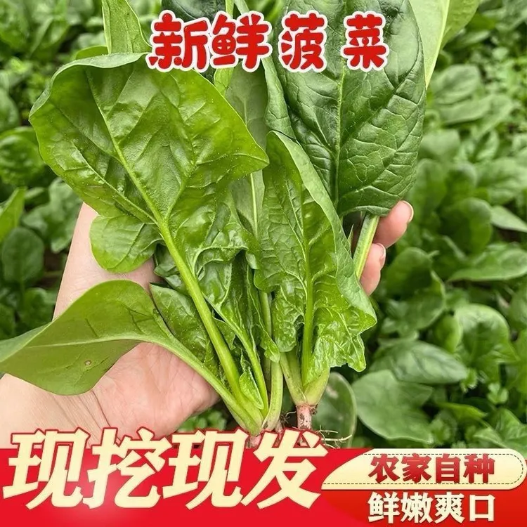 现挖现发菠菜大叶黑绿圆叶更香嫩口感耐热耐寒四季农家菜种菠菜