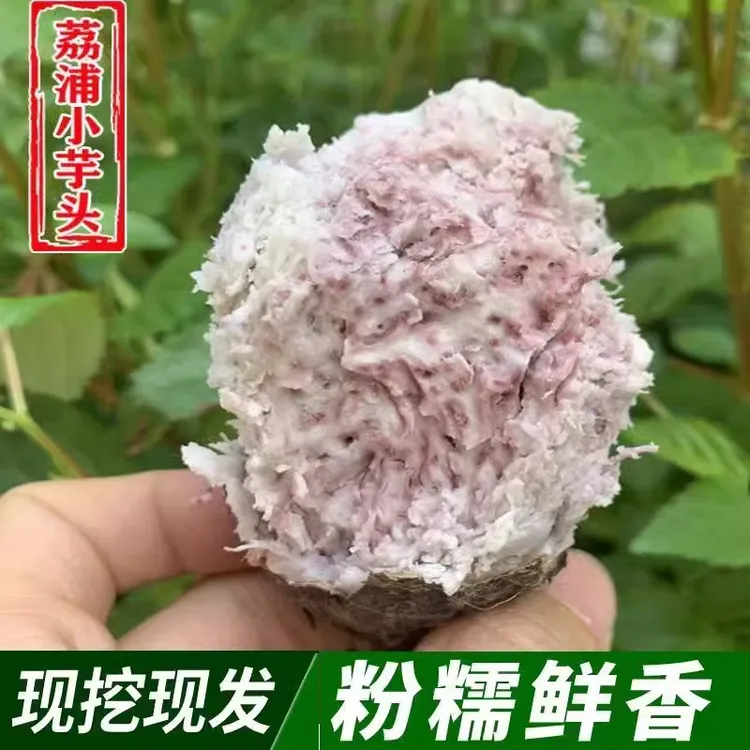 荔浦小芋头仔牛奶红芽芋粉糯香甜香芋仔新鲜现挖早餐粗粮辅食代餐