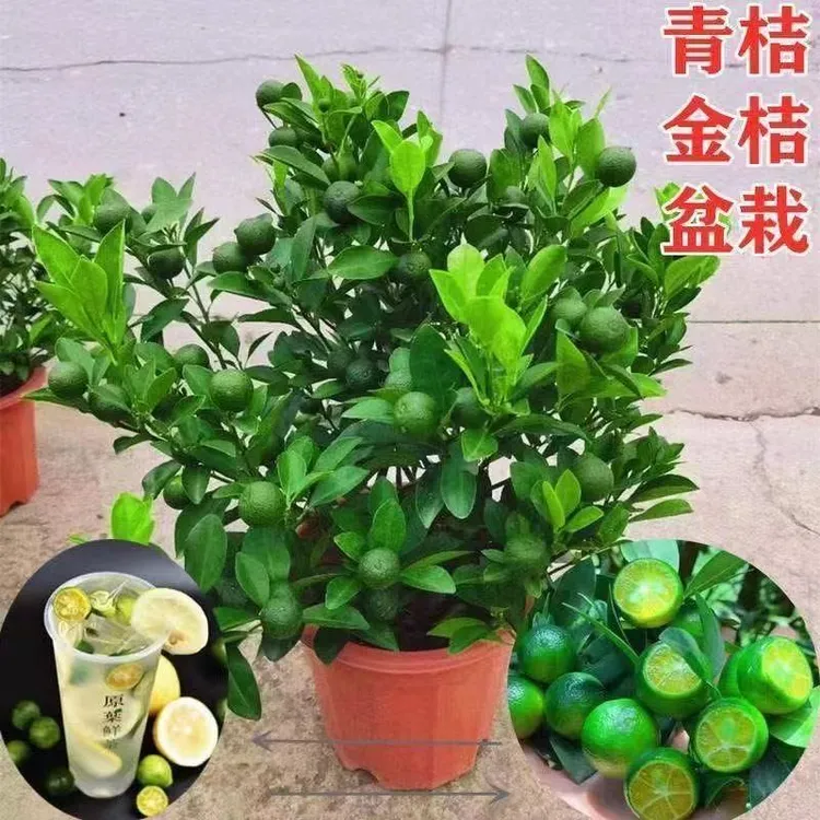 海南四季小金桔柠檬树苗矮化盆栽地栽抗旱耐热四季结果南北方种植