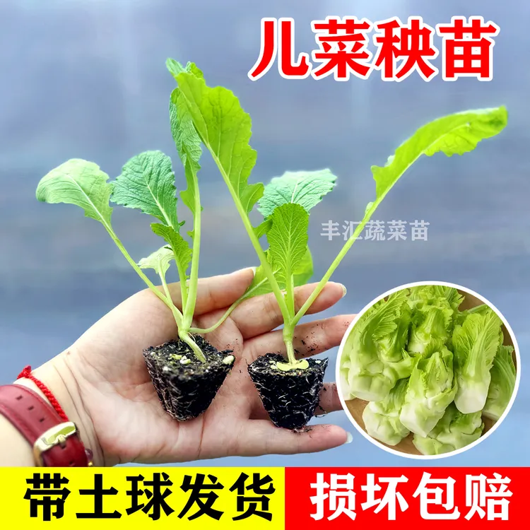 儿菜秧苗小苗带土四川儿菜种子幼苗高产胖儿抱子菜芥菜秋冬菜苗