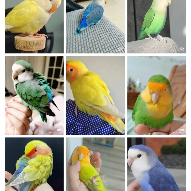 手养亲人会技能的牡丹鹦鹉宠物鸟宠物鹦鹉黄桃