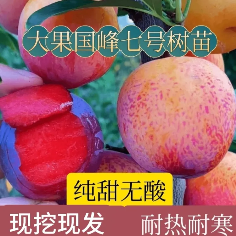 国峰7号李子树苗新品种嫁接国峰七号李子树苗南北方种