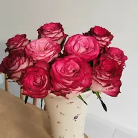 20枝灰姑娘单头玫瑰【两单顺丰冷链或京东快递】云南鲜花基地直发
