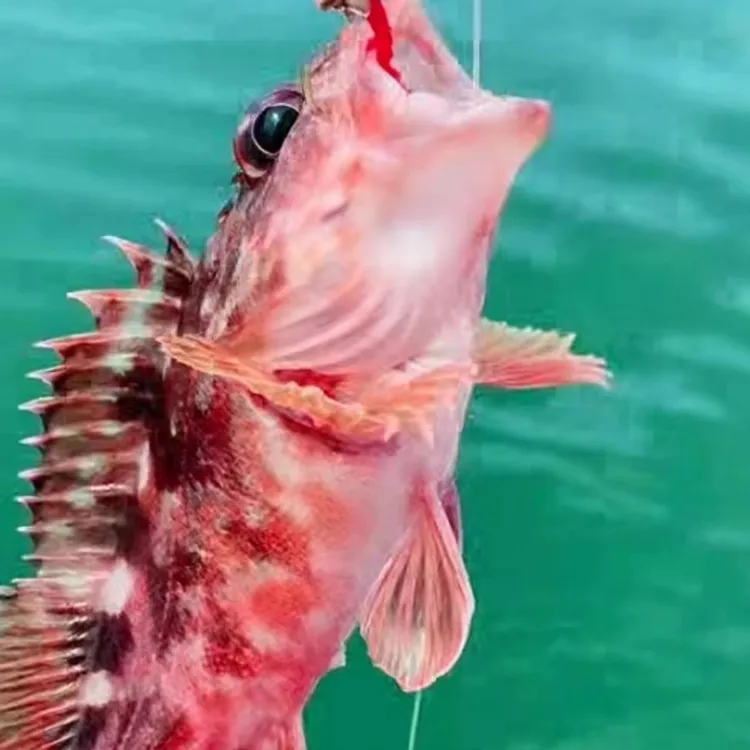 舟山海鲜 新鲜速冻 虎头鱼 石九公 小石斑顺丰直发