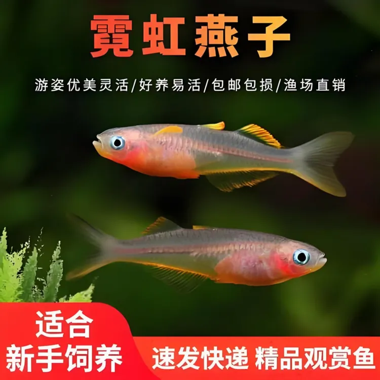 燕子鱼淡水热带小鱼群游孔雀鱼小型耐活冷水鱼小型冷水鱼观赏鱼
