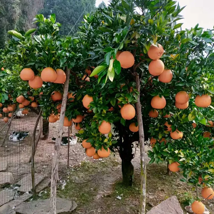 正宗奉节脐橙新鲜现摘多汁香甜