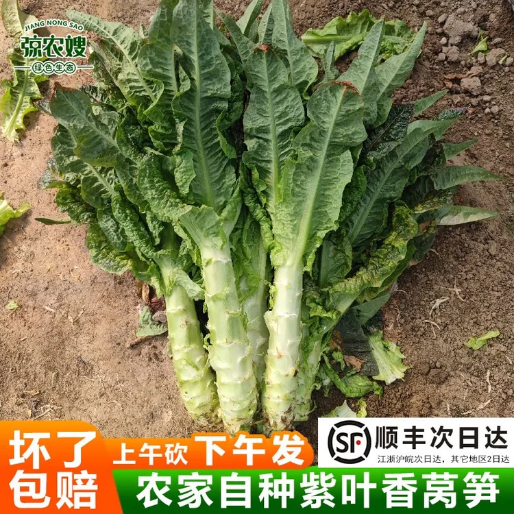苏北农家自种红叶莴笋新鲜紫叶香莴苣脆嫩莴笋肉崇明香莴笋红莴笋