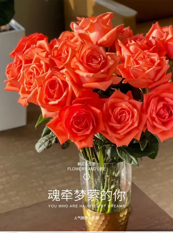 卓拉鲜花-单头玫瑰影星