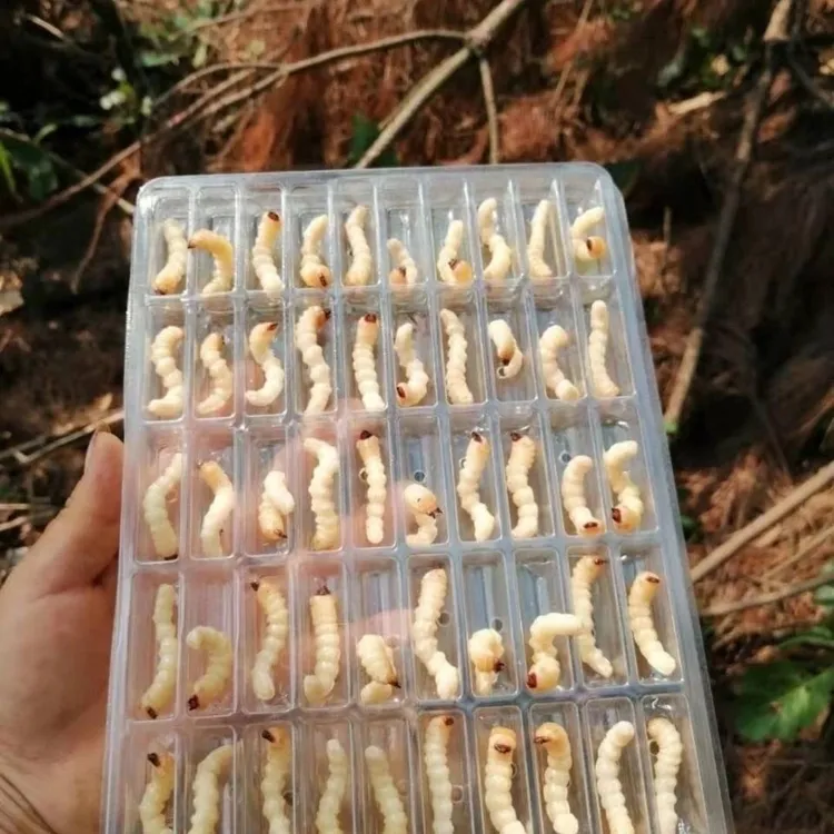 大号野生小头柴虫活体高级画眉鸟提性壮膘比赛必备鸟食鸟食饲料