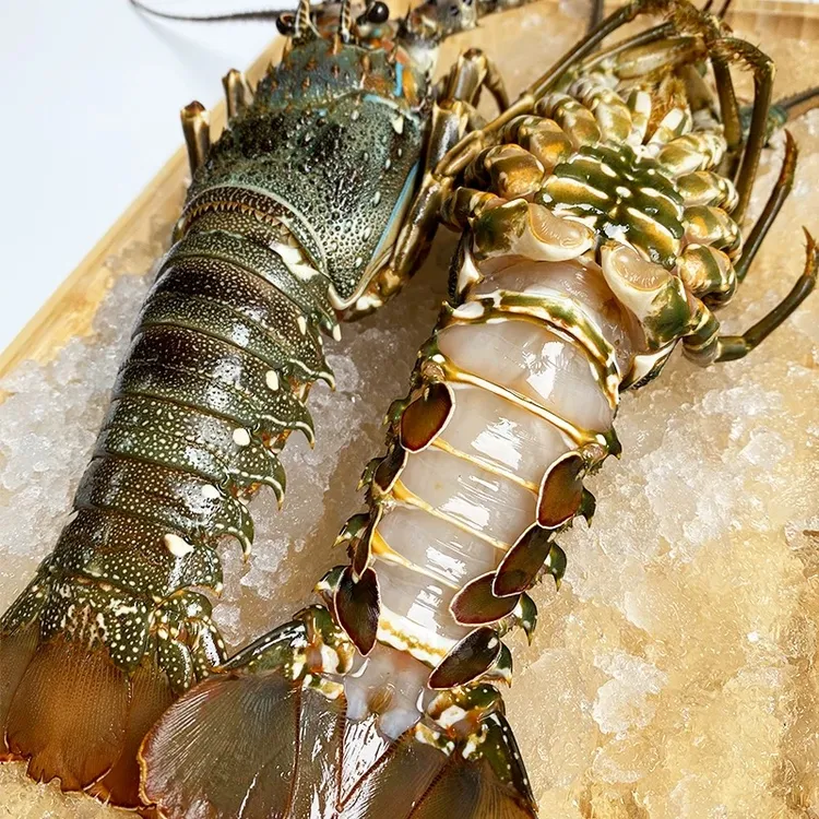 大青龙虾整箱波士顿大龙虾小青龙500g澳龙鲜活10只批发非顺丰包邮