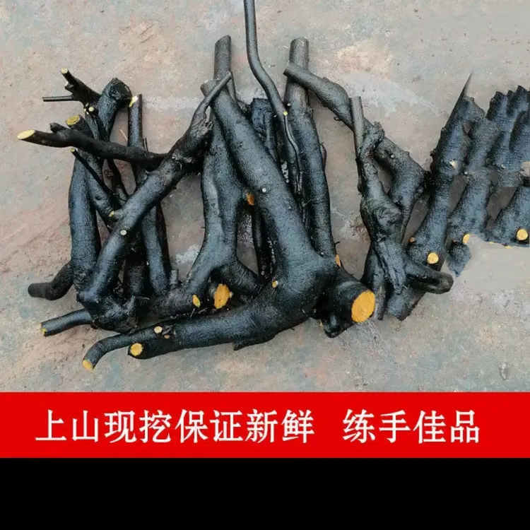 金弹子盆景素材老桩盆栽小老桩庭院原生盆栽可嫁接发货金弹子树