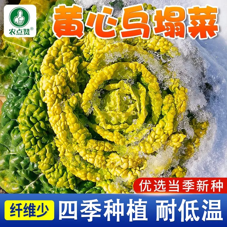 黄心乌塌菜种籽优选优质种子抗病高产易种易活播种简单营养