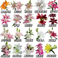 【大聪明卖花】云南伤心百合-任意2单鲜花包邮发货后不支持退款