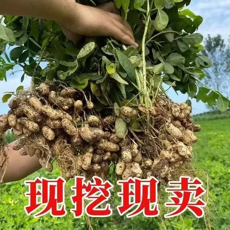 【产地直发】新鲜现挖带壳湿花生农家自种可生吃水煮当季花生
