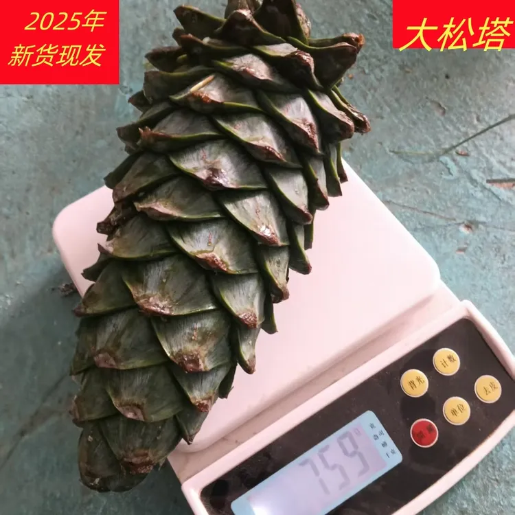2025云南新鲜松塔华山松塔果松鼠粮食现摘现发绿色巨果松塔松子