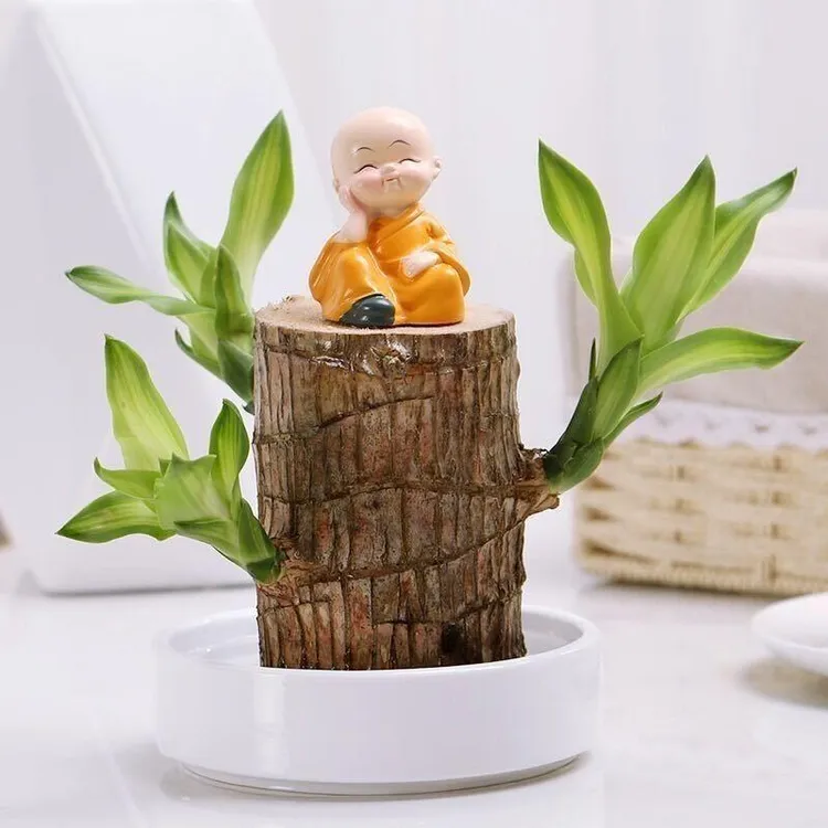 （带芽）巴西木幸运木绿植室内绿植盆栽