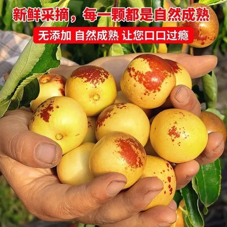 【中秋专属】现摘现发 新鲜冬枣 口感脆甜 嘎嘣脆 枣园直邮沾化冬枣