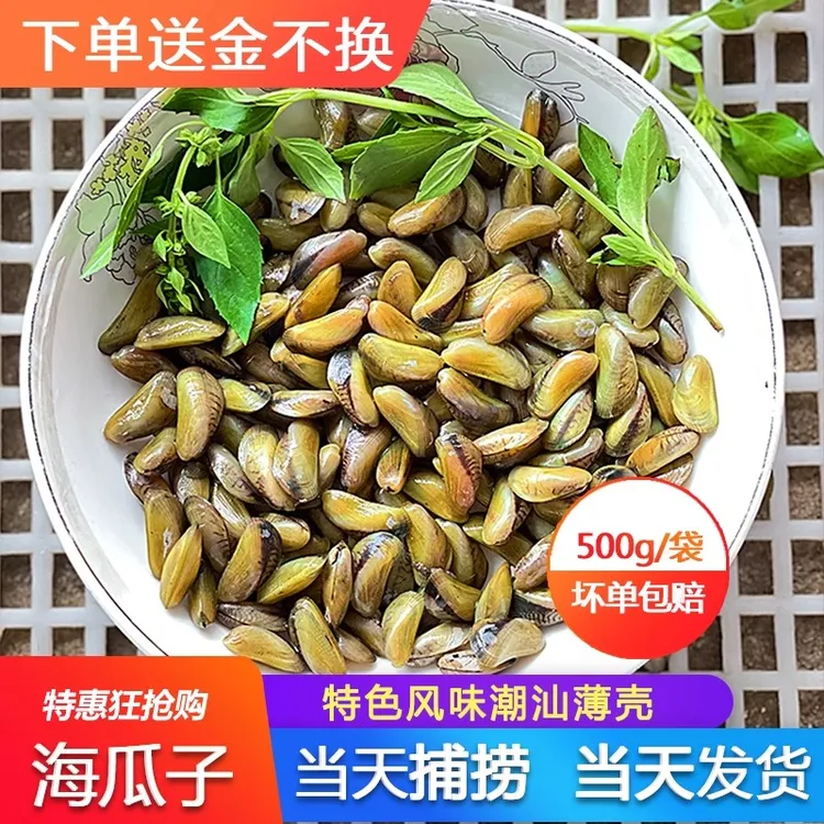 潮汕海瓜子现发海鲜水产顺丰包邮海瓜子鲜活发货送金不换新鲜薄壳