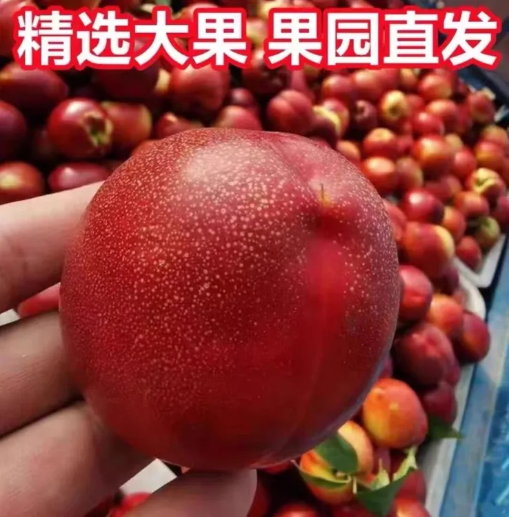 【粉丝专享】农家自种应季油桃脆爽可口新鲜发货