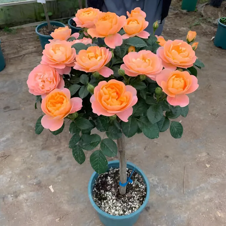庭院阳台花卉种植棒棒糖月季花 树桩月季树