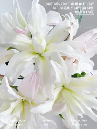 婵之语优选  奶  茶  妹妹泽塔重瓣百合