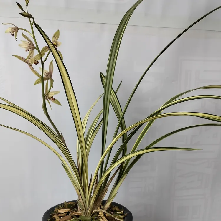 翁源建兰福隆中透艺兰花线艺金边兰花阳台客厅茶室庭院观花卉绿植