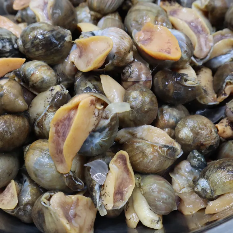 琪小鲜（小的）迷你小个生鲜鲍螺500g/袋 迷你老婆脚 海蜗牛 假鲍鱼