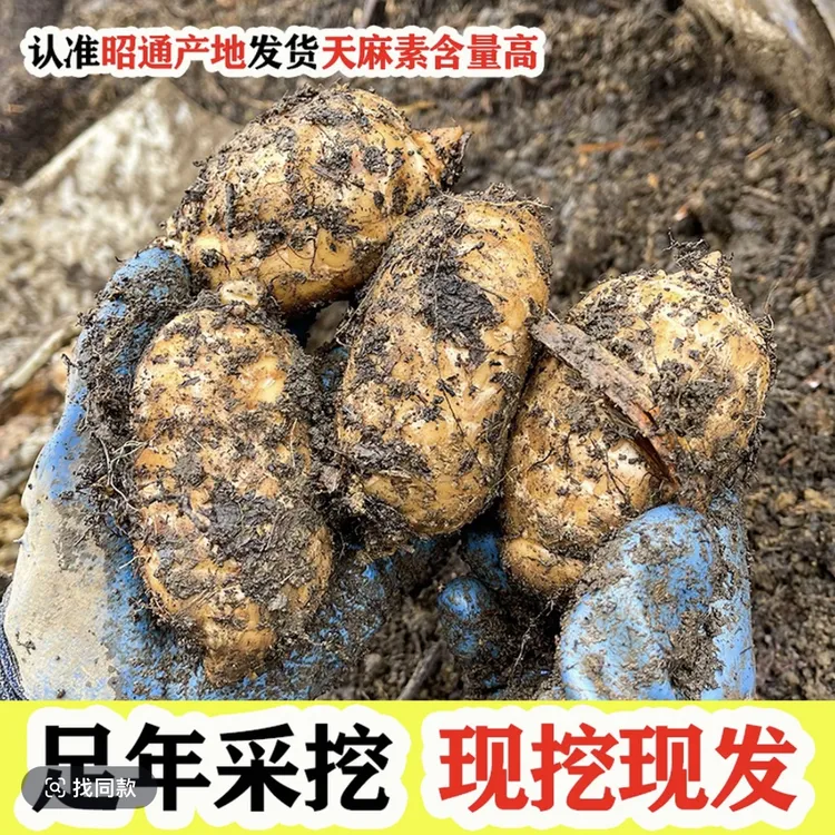 产地云南昭通小草坝新鲜天麻正品特级仿野生乌天麻滋补现挖鲜天麻