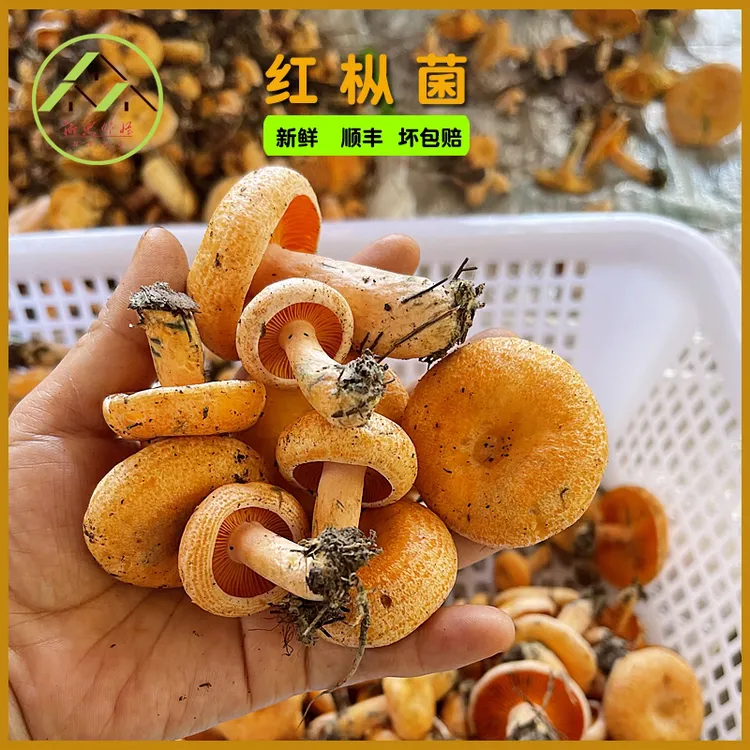 现货 新鲜野生菌菇蘑菇黄枞菌枞树菇重阳菌松菌寒菌三九菇雁鹅