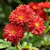 新品【意大利口红】富贵菊九月菊花苗盆栽适合室内外开花好看