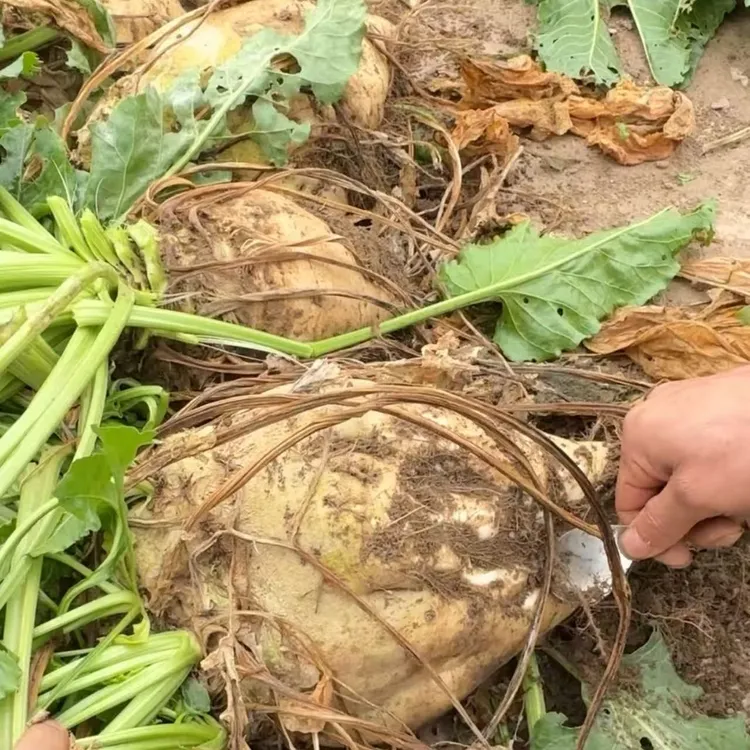 甜菜糖菜民勤特产糖萝卜新鲜采摘无丝无渣的老品种熬制糖稀原材料