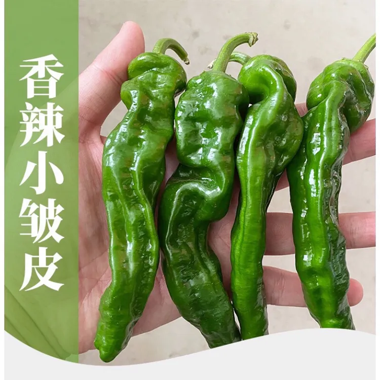 新鲜薄皮小皱皮辣椒特辣籽少本地现摘现发包邮到家