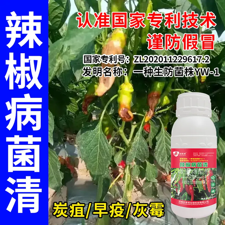 国家专利生防菌技术微生物菌剂辣椒病菌清辣椒炭疽灰霉青枯清菌广