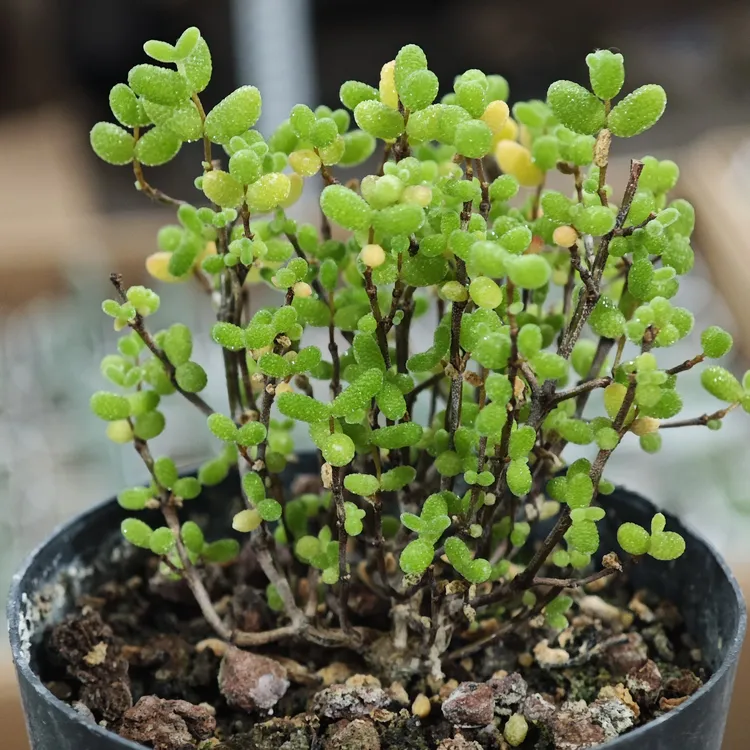 好养的蜜橘糖球枝干番杏多肉植物办公室阳台高端盆栽绿植
