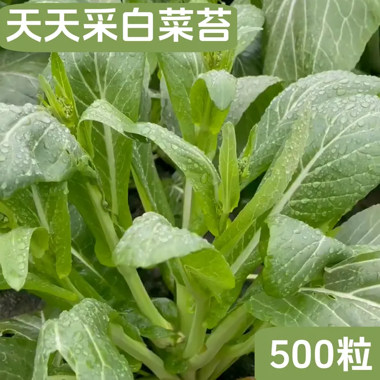 白菜苔种子天天采多芽多苔早熟可多茬采收秋季家庭阳台小菜园种植
