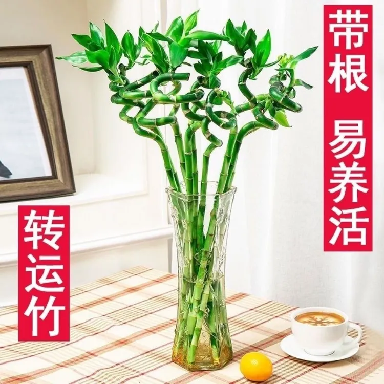 转运竹带根富贵竹水养绿植盆栽旺财运风水摆件粗枝10支好养易活高